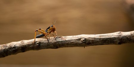 Fakta Unik Weta Pohon Bangkit Dari Kematian